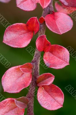 red leaves of cotoneaster