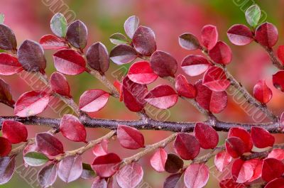 autumn branch