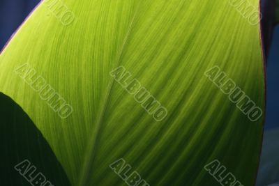 green exotic leaf