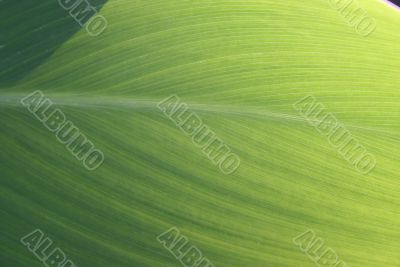 green exotic leaf