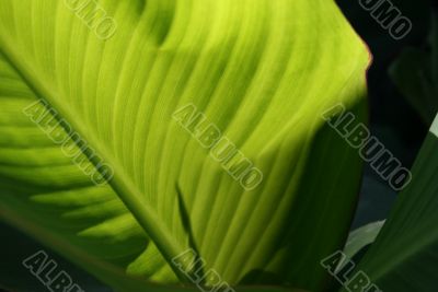 green exotic leaf