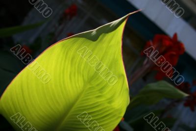green exotic leaf