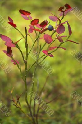 Bush of a bilberry with red leaves