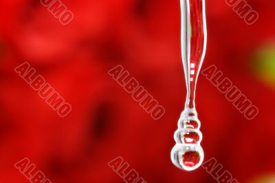 Rose Drop Rose Drop