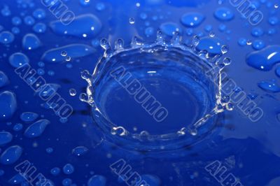 Blue Crown Blue Crown