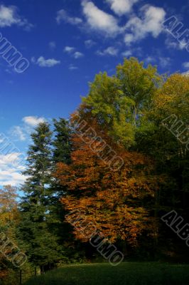 Trees and blue sky