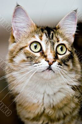 Cute Cat Cute Cat