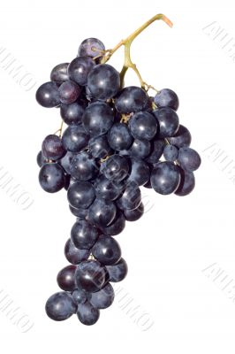 dark grape dark grape