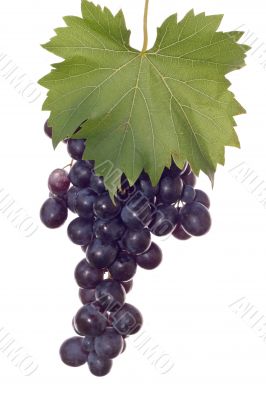 dark grape and leaf dark grape and leaf