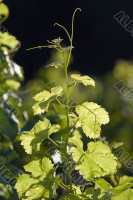 vines in sunlight