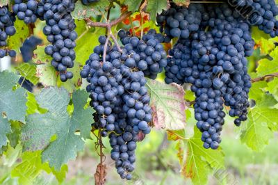 dark blue grapes on vines