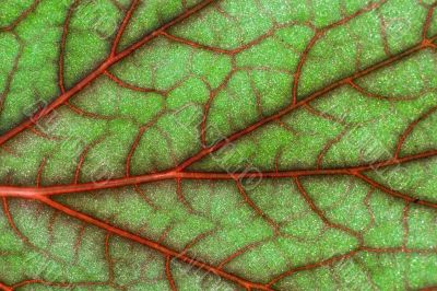 blood geranium leaf