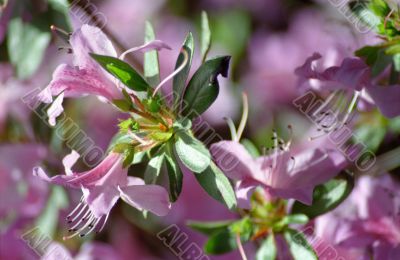 Purple Azaleas