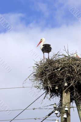 White Stork in nest