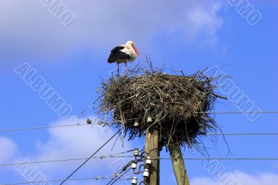 White Stork in nest