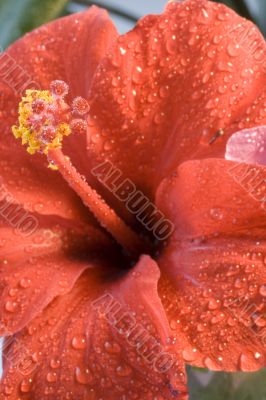 hibiscus flower after rain