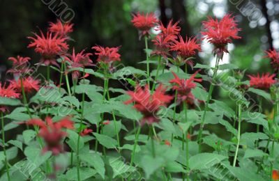 Red Flowers