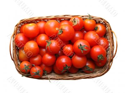 tomatoes in a basket