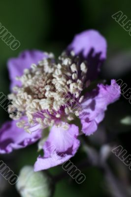 Blackberry flower