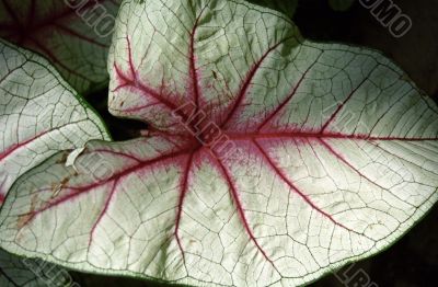 Large Leaf