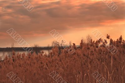 Landscape with bird and reed. Sunset