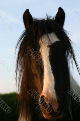 Irish cob portrait