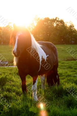 Sunset horse Sunset horse
