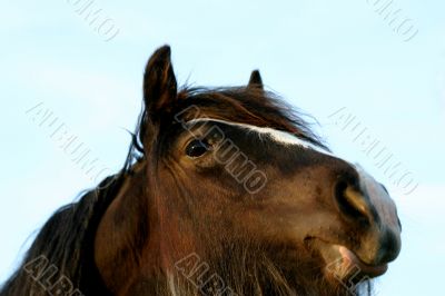 Irish cob portrait