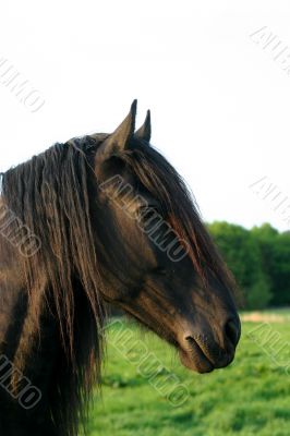 Frisian horse