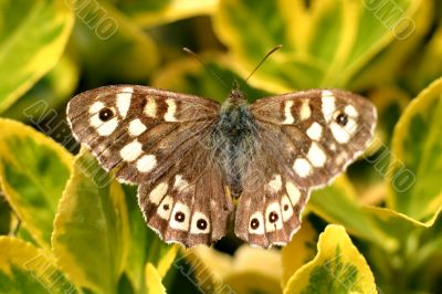 Brown butterfly Brown butterfly