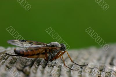 Fly macro