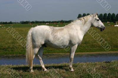 Grey horse, green pasture