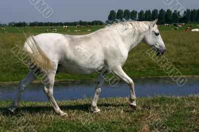 Grey horse walking