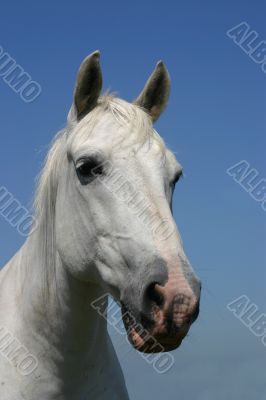 Grey horse portrait