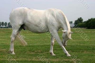 Scratching grey horse