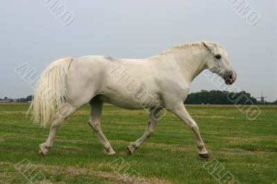 Angry trotting horse