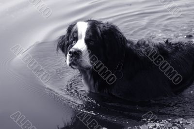 Swimming bernese mountain dog