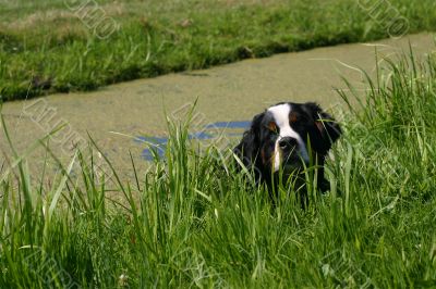 Bernese mountain dog