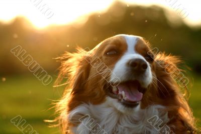 Kooijker dog with sunset