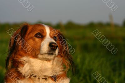 Kooijker dog with sunset