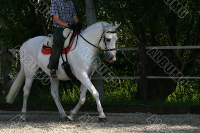 Andalusian horse trotting
