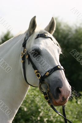 Dreamy andalusian horse