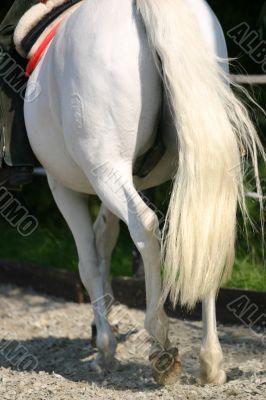 Dressage, leg details