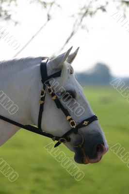 Light green horse portrait