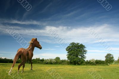 Pony in a green field