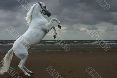 Grey rearing on the beach