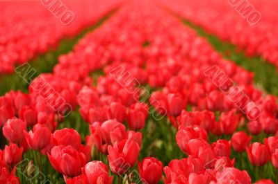 Red tulips in a field