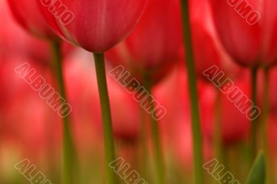 Abstract tulips