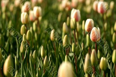 Field of pink tulips