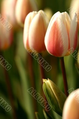 Pastel colored tulips